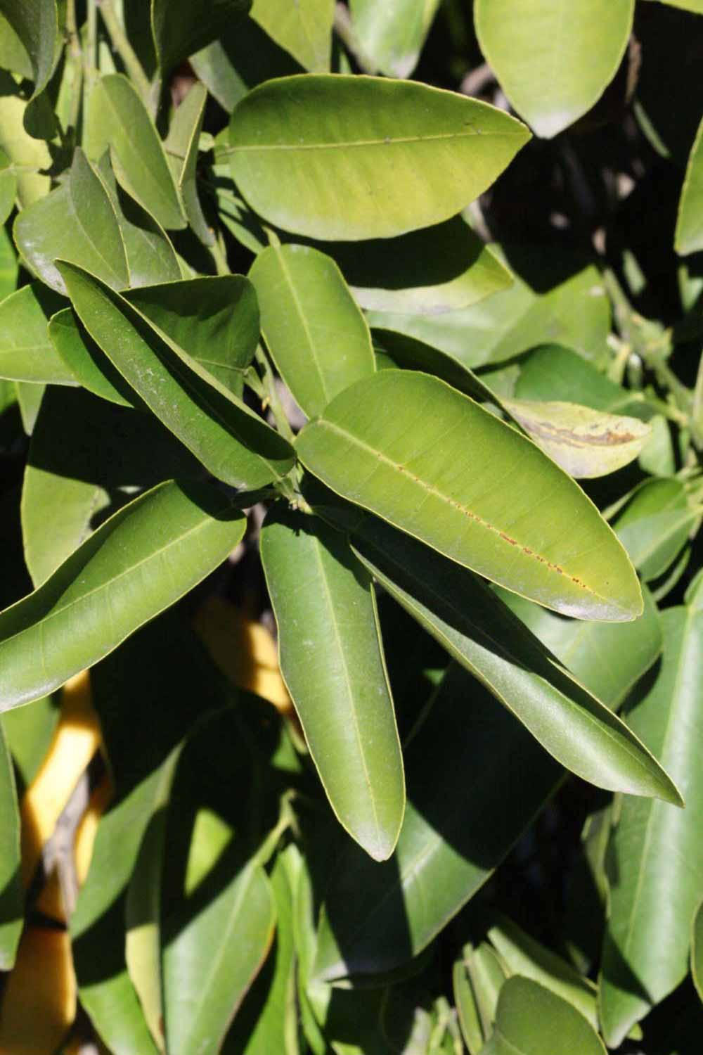              Sun leaves (Riverside, CA)       
